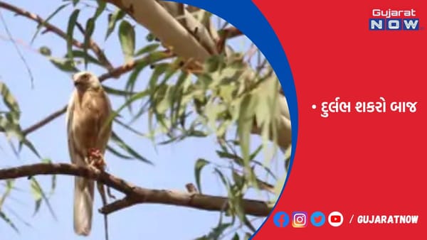 રાજ્યમાં પ્રથમ વખત પાવાગઢ પાસે દુર્લભ સફેદ શકરા બાજ પક્ષી દેખાયું
