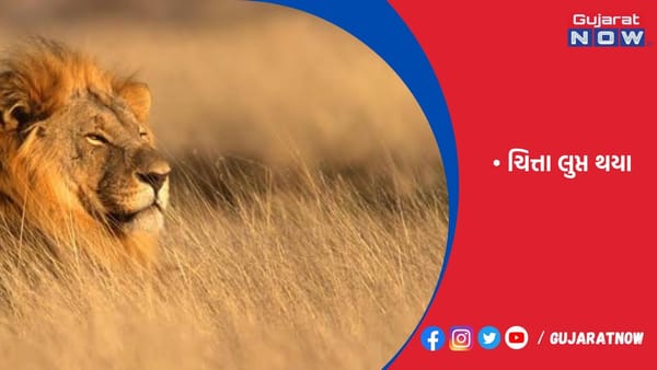 એમપીના કૂનોમાં ગીરના સિંહને લાવવાની યોજના