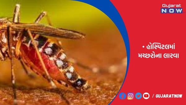 સ્ટર્લિંગ, સ્ટાર સીનર્જી, ગોકુલ સહિતની હોસ્પિટલમાં મચ્છરોના લારવા મળ્યા