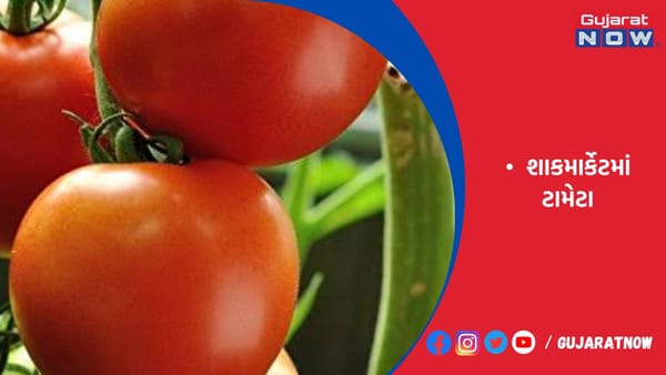 મહેસાણા શાકમાર્કેટમાં ટામેટાની આવક 20 ટનથી ઘટી 8 ટન થઇ