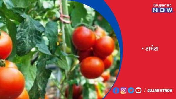 ટામેટા વેચી 30 લાખ કમાણી કરનાર ખેડૂતની બદમાશોએ હત્યા કરી!