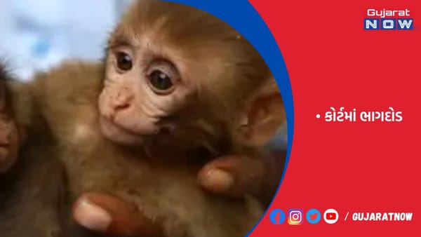 પાકિસ્તાનની કોર્ટમાં વાનરને પુરાવા તરીકે લાવ્યા