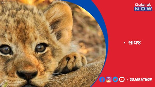 રાજ્યના 775 સાવજમાંથી બચ્ચાંની સંખ્યા 200થી વધુ