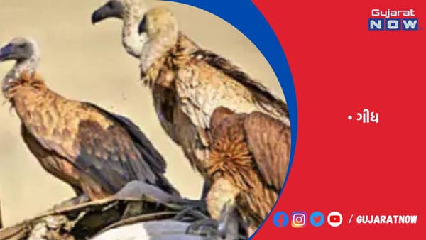 દેશમાં જ્યાં ગીધ વિલુપ્ત થયાં, ત્યાં માનવોનો મૃત્યુદર ચાર ટકાથી વધુ રહ્યો
