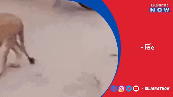 સિંહ ધોળા દિવસે ટહેલતો જોવા મળ્યો