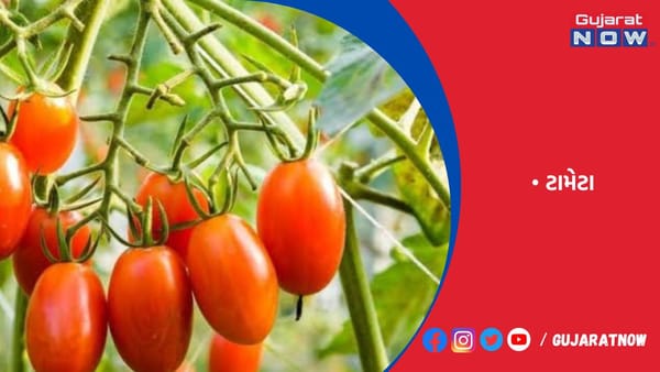ટામેટાનો ભાવ ગગડ્યો, 250થી સીધા 4 રૂપિયા/કિલોએ પહોંચ્યા