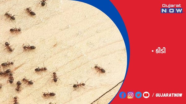 યુરોપમાં લાલ કીડીઓથી કારો, કોમ્પ્યુટરો નષ્ટ થવાનો ખતરો