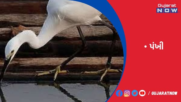 યાયાવર પંખીઓ બન્યાં ગોંડલના મહેમાન