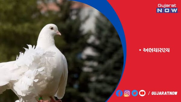 ગુજરાતનાં 23 અભયારણ્ય પૈકી જામનગરના ખીજડિયા પક્ષી અભયારણ્યમાં 300થી પણ વધુ પ્રકારના પક્ષીઓ જોવા મળે છે