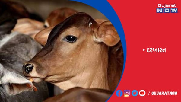રાજકોટમાં રખડતા ઢોર છોડાવવા માટેનો દંડ ત્રણગણો કરવા દરખાસ્ત