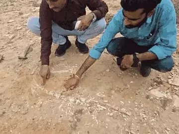 જેસલમેરમાં ઊડતા ડાયનાસોરના અવશેષ મળ્યા