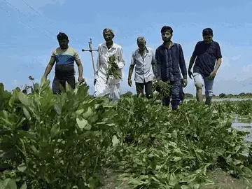 જૂનાગઢના ઘેડ પંથકમાં નદીઓના પાણીએ તારાજી સર્જી