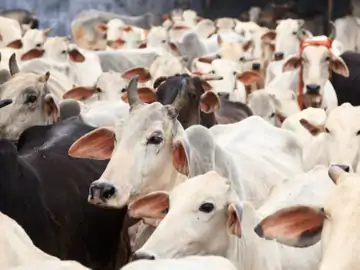 ત્રિપુરામાં 3 બાંગ્લાદેશી પશુ તસ્કરોની હત્યા