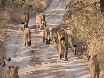 ગીર અભ્યારણ્યમાં એક સાથે 11 સિંહ જોવા મળ્યા