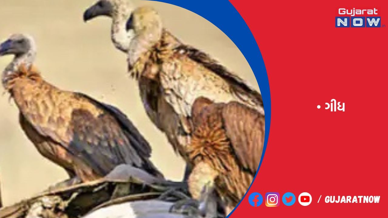 દેશમાં જ્યાં ગીધ વિલુપ્ત થયાં, ત્યાં માનવોનો મૃત્યુદર ચાર ટકાથી વધુ રહ્યો